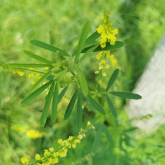 Melilotus suaveolens