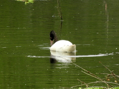 Cygnus melancoryphus