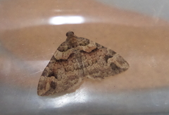 Catarhoe basochesiata