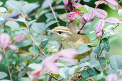 Phylloscopus schwarzi
