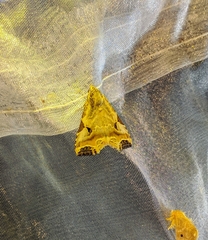 Oglasa sordidula