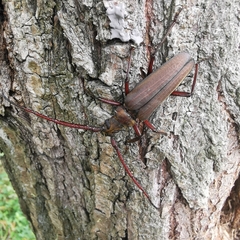 Aegosoma sinicum sinicum