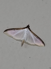 Cydalima laticostalis