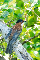 Hemixos castanonotus