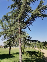 Cedrus