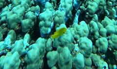 Pomacentrus sulfureus