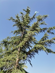 Cedrus