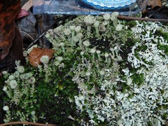Cladonia grayi