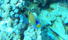 Pygoplites diacanthus