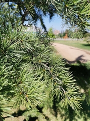 Cedrus