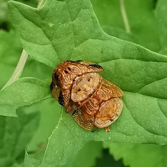 Laccoptera nepalensis