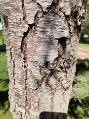 Cedrus