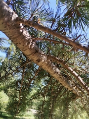 Cedrus