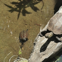 Mauremys reevesii