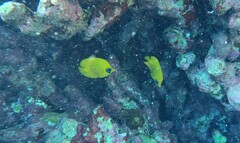 Chaetodon semilarvatus
