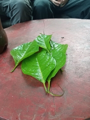 Banisteriopsis caapi