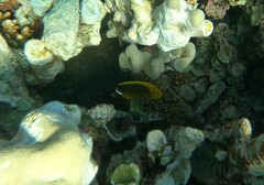 Chaetodon fasciatus