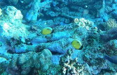 Chaetodon austriacus