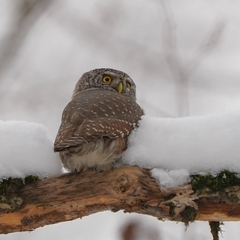 Glaucidium passerinum