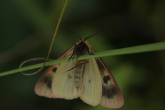 Diacrisia sannio
