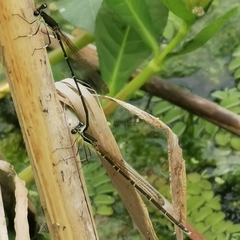 Pseudocopera rubripes