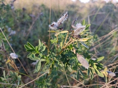 Chamaecytisus hirsutus