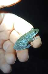 Scinax nasicus