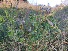 Chamaecytisus hirsutus