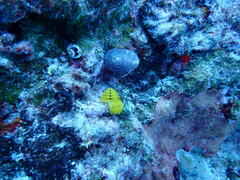 Spirobranchus corniculatus