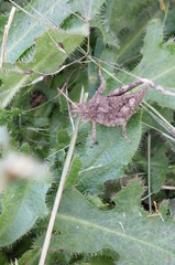 Spathalium audouinii