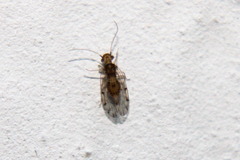 Ectopsocus