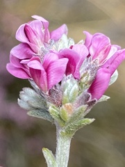 Amphithalea monticola