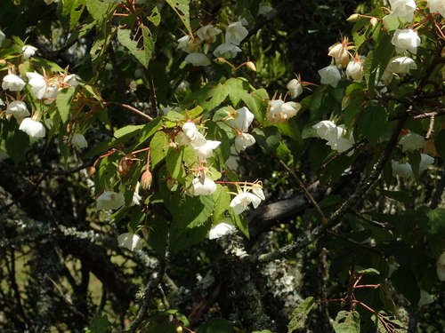 Image of Dombeya tiliacea by no rights reserved
