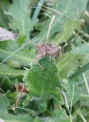 Spathalium audouinii