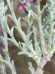 Amphithalea monticola