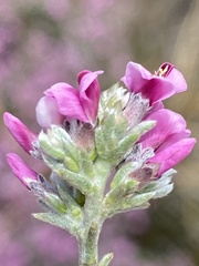 Amphithalea monticola
