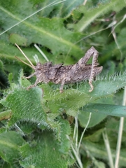 Spathalium audouinii