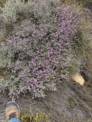 Amphithalea monticola