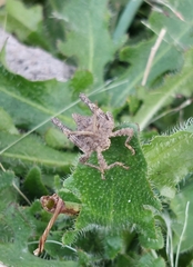 Spathalium audouinii