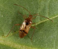 Eustictus
