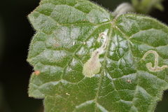 Calycomyza eupatorivora