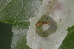 Calycomyza eupatorivora
