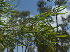 Hakea arborescens