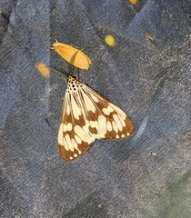Nyctemera adversata