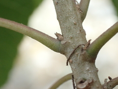 Dombeya tiliacea