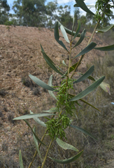 Acacia gonoclada