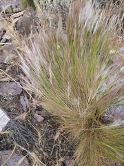Pappostipa