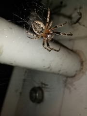 Larinioides cornutus