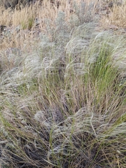 Stipa neaei