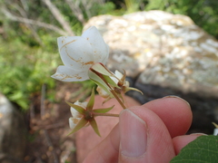 Dombeya tiliacea